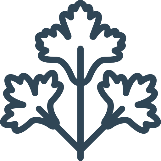 coriander wholesale export