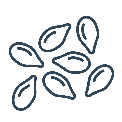 funnel seed wholesale export