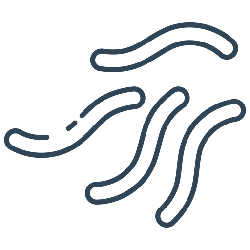 saffron wholesale export